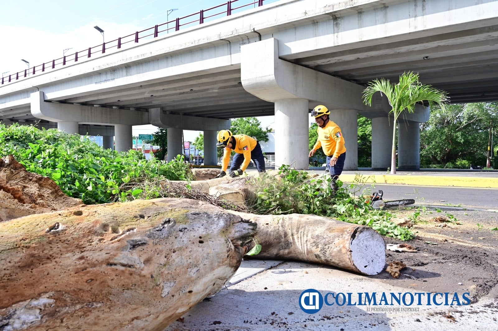 Atiende Protección Civil Municipal árbol caído y libera vialidad en V. Carranza