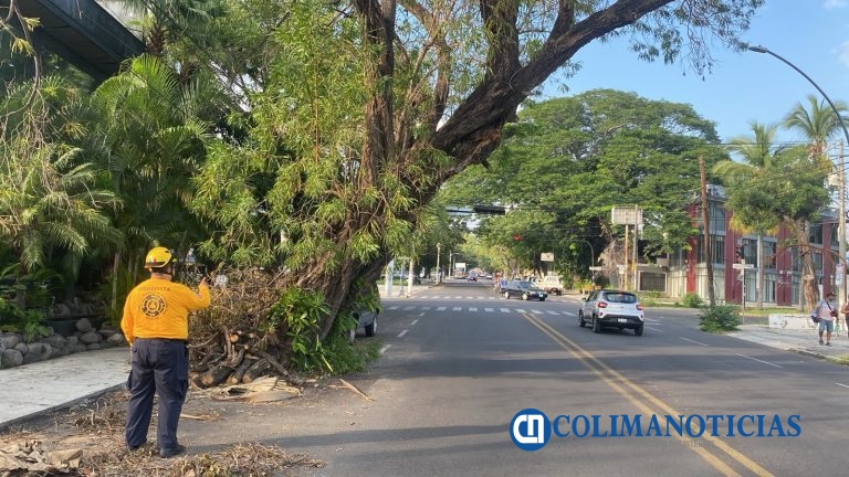 Intervendrá Ayuntamiento árbol que representa riesgo en Calzada Galván