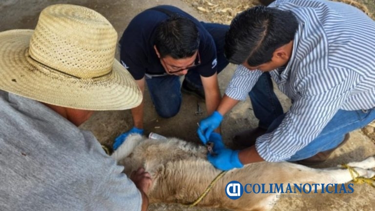 Colima mantiene 58 casos activos de Gusano Barrenador