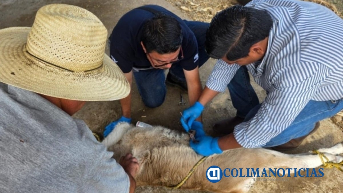 Colima mantiene 58 casos activos de Gusano Barrenador