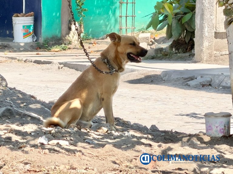 Esterilizarán gratuitamente perros y gatos en situación de calle en tres colonias de Tecomán