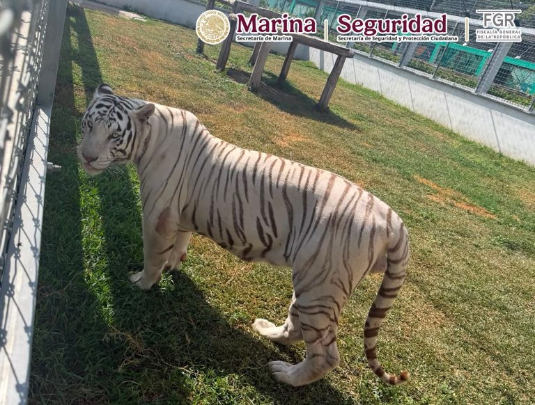 Operativo en Tamaulipas deja cinco inmuebles asegurados y 135 animales exóticos decomisados