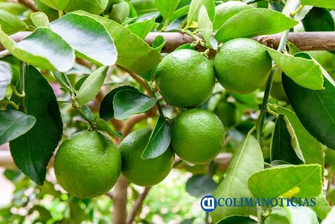 Limón en Colima