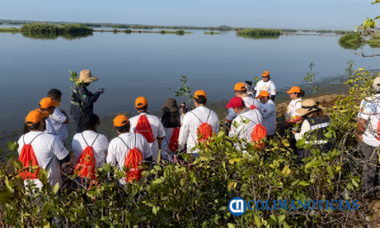 Terminales portuarias de Manzanillo contribuyen a la restauración, conservación y rehabilitación de manglares en la Laguna de Cuyutlán