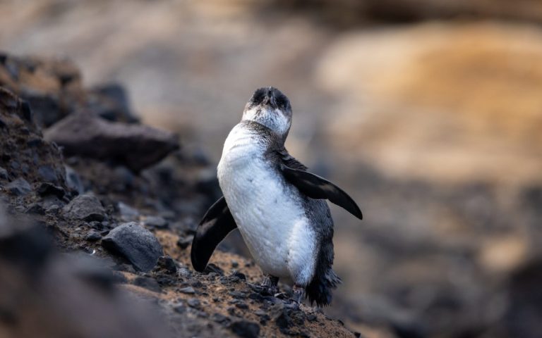 Por el fenómeno de El Niño, va a haber pingüinos de Galápagos que no van a sobrevivir’: Mongabay Latam