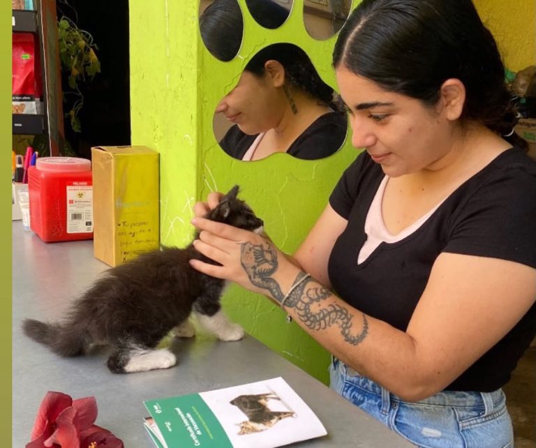 Veterinaria pide acabar con prejuicios contra los gatos, especialmente los negros