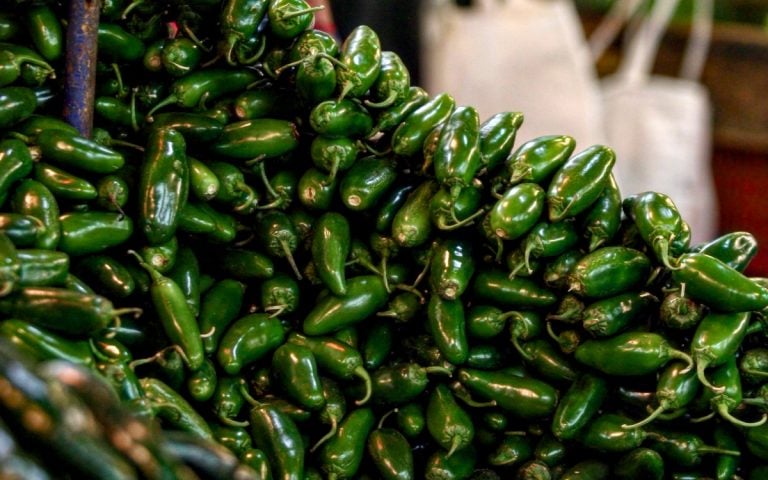 Descartan riesgo de salmonela en chiles jalapeños empacados en Nuevo León