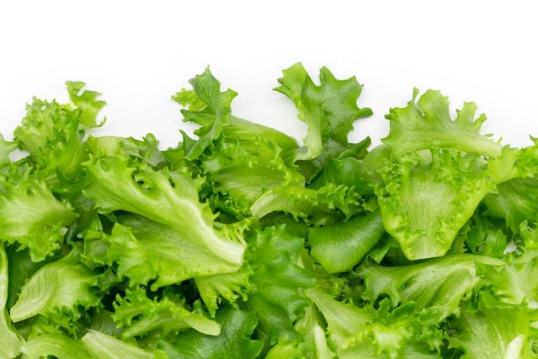 México rechaza señalamientos y asegura que no existe evidencia de que su lechuga causara brote de ciclosporiasis en EE.UU.
