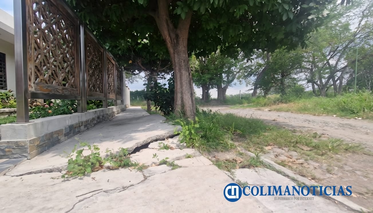 ¿Plantarás un árbol fuera de tu casa Toma en cuenta estas consideraciones
