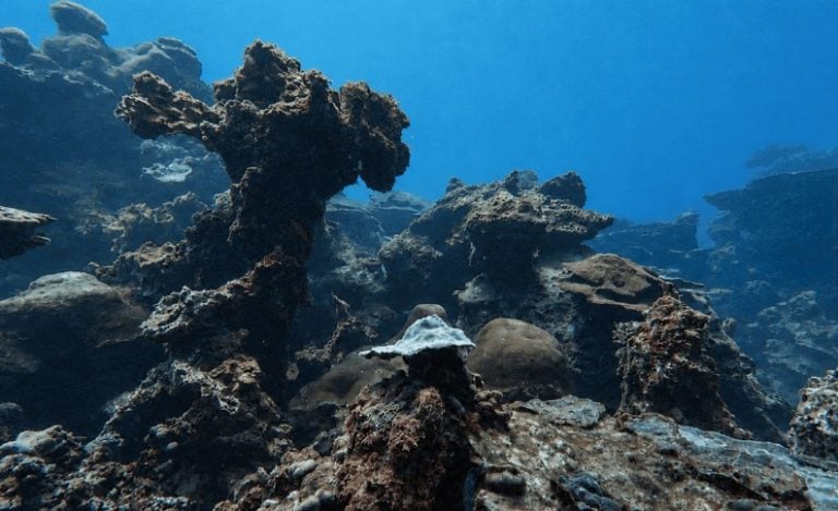 El mapa oculto del Golfo de México: descubren 125 arrecifes y ecosistemas submarinos