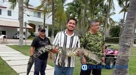 Capturan a un cocodrilo en la playa Miramar (3)