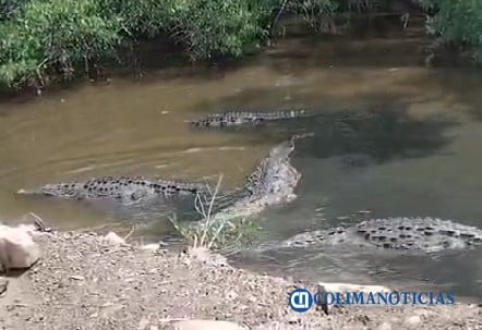 Avistan cocodrilos en el Vaso II de la Laguna de Cuyutlán