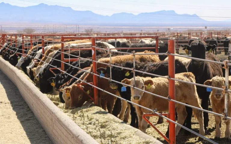 Exportación de ganado mexicano a EE.UU. se aplaza hasta el 8 de septiembre