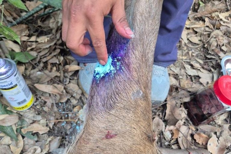 Leones, monos y pavos reales, entre las especies silvestres afectadas por el gusano barrenador en México