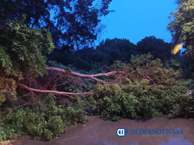Lluvia y viento derriban decenas de árboles en calles de Manzanillo