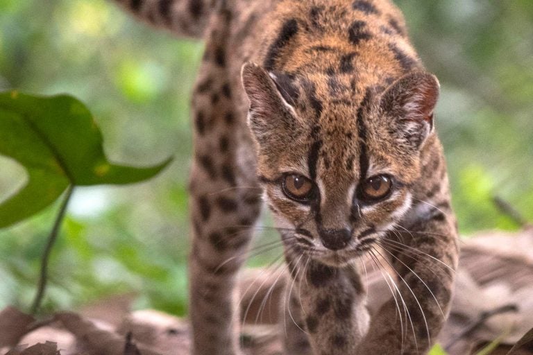 Descubren en Bolivia una nueva especie de felino, la primera en más de un siglo