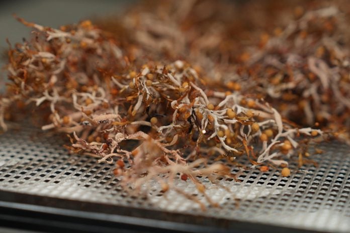 Investigador de Florida busca convertir el sargazo en comida ante niveles récord del alga