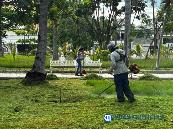 Ayuntamiento de Colima- poda en el Jardín Núñez