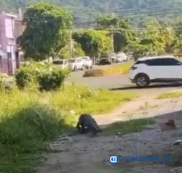 Cocodrilo es captado caminando por un canal de desagüe del Valle de Las Garzas en Manzanillo (video)
