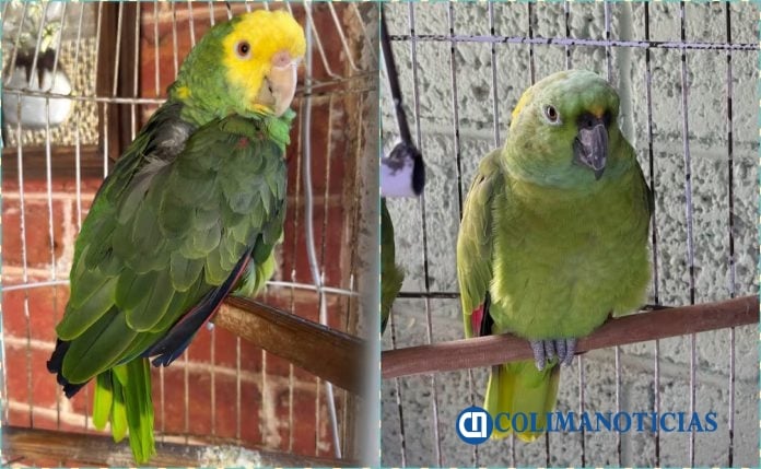 Decomisa la Profepa 4 pericos atoleros y 2 guayaberos en Colima