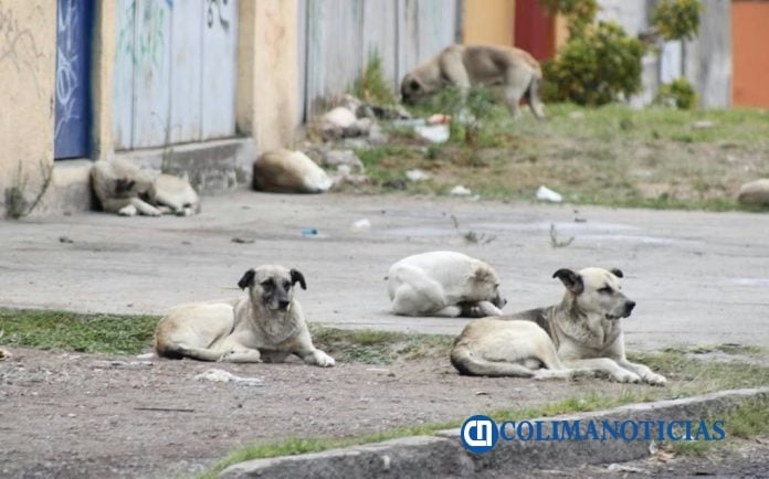Heces de mascotas en la vía pública se pulveriza y ciudadanía sin darse cuenta las inhala o traga investigador de la UdeC