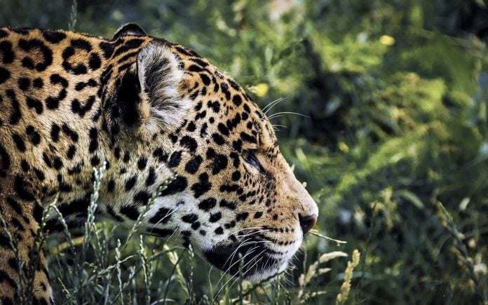 Jaguar