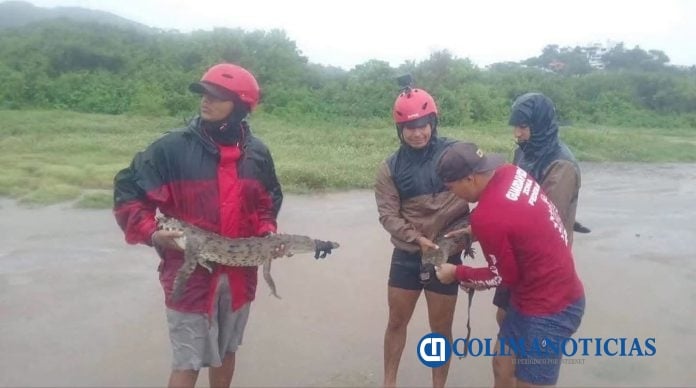 Reportan decenas de avistamientos de cocodrilos