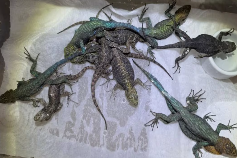 Detienen a mexicano en Alemania con noventa reptiles en equipaje